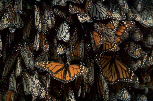 Who’s Counting: Estimating Monarch Colony Size
